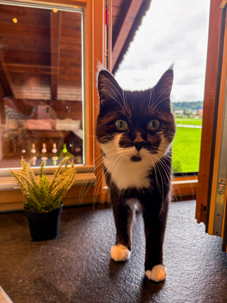 Familienkatze Ferienwohnung Beer